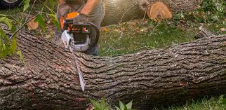 Best Firewood Processing and Delivery  in Laurel Hollow, NY