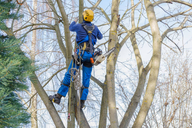 Tree and Shrub Care in Laurel Hollow, NY